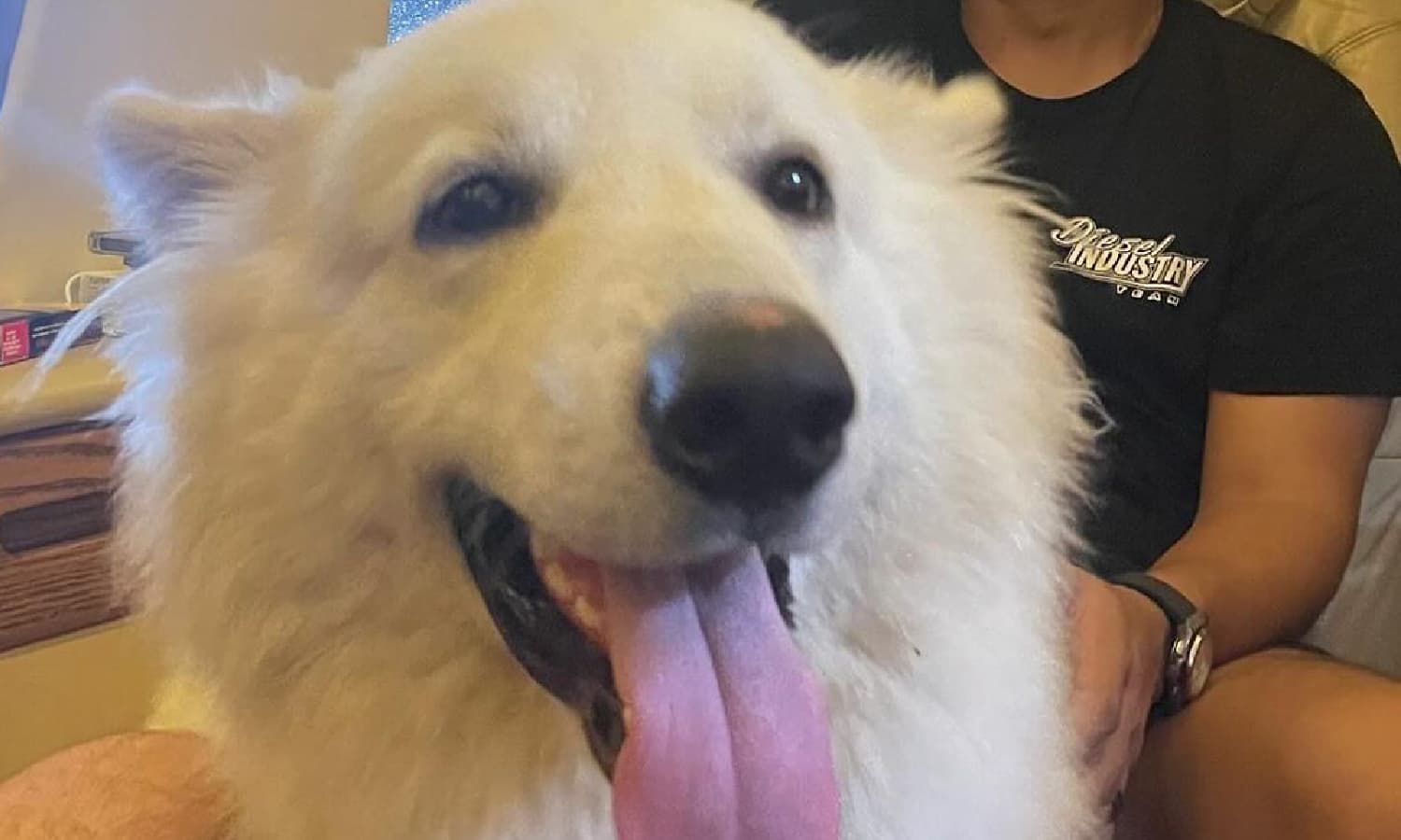 https://api.paranaibafm.com.br/mundo-dos-artistas/sequestro-nas-alturas-henrique-e-juliano-levam-cachorros-de-nattan-para-tocantins/attachment/cachorra-de-nattan-durante-voo/